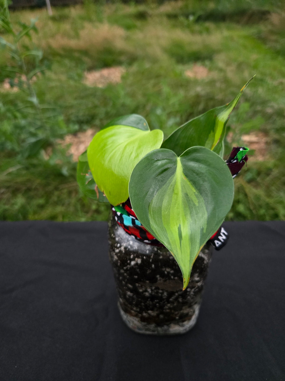 pothos verde Verde Vessel