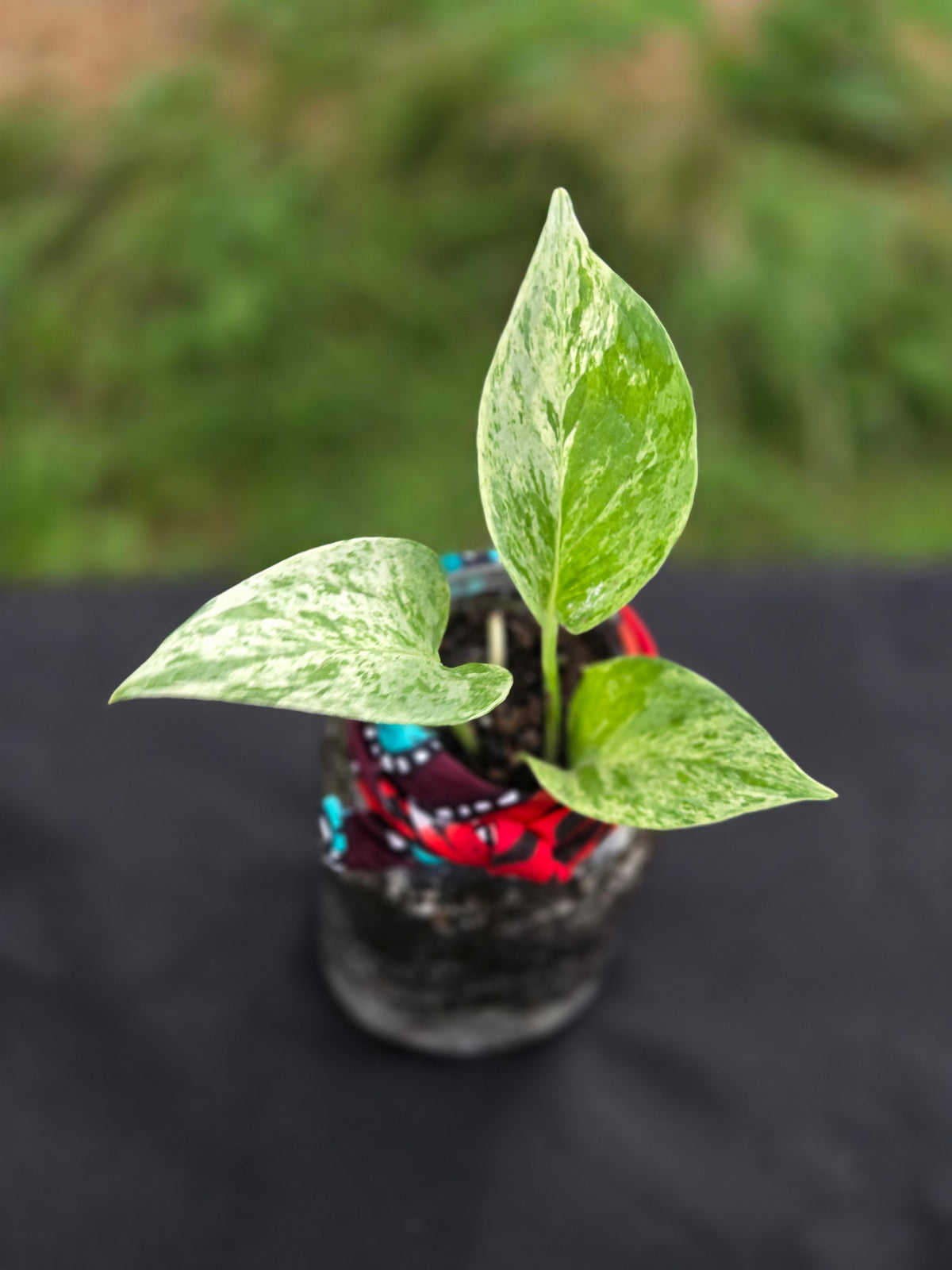 pothos verde Verde Vessel