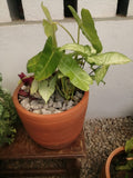 LARGE PLANT - SHADE TOLERANT - CLAY POT